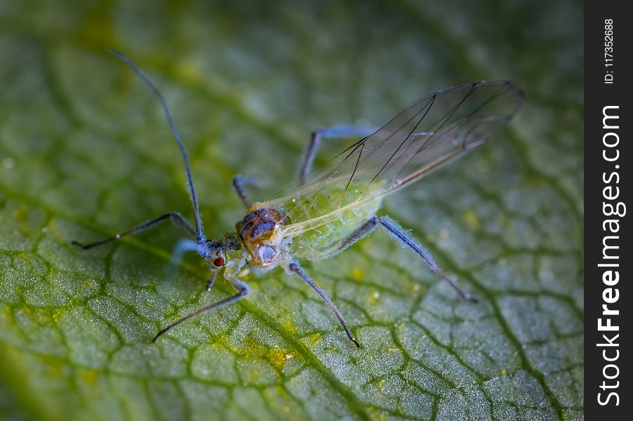 Green Insect