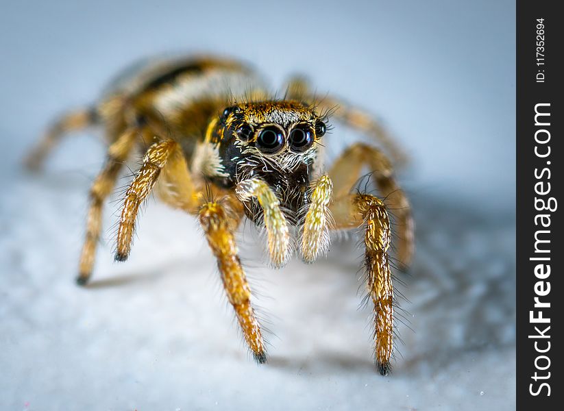 Selective Focus Photography Of Spider