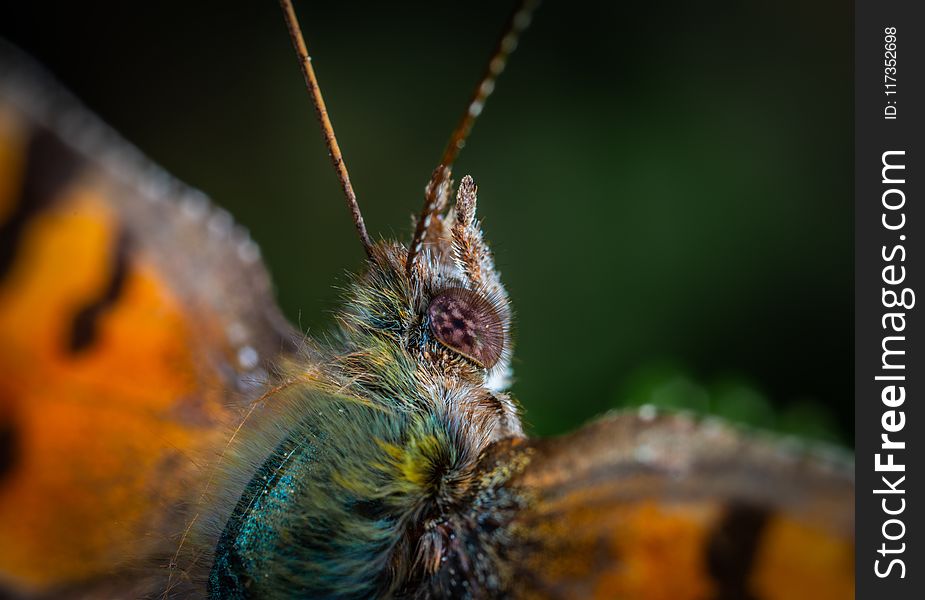 Macro Photography Of Moth