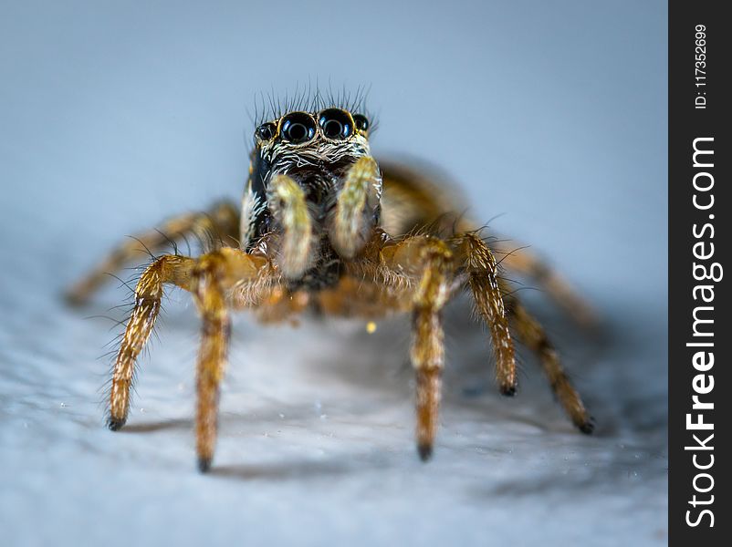 Spider Macro Photography