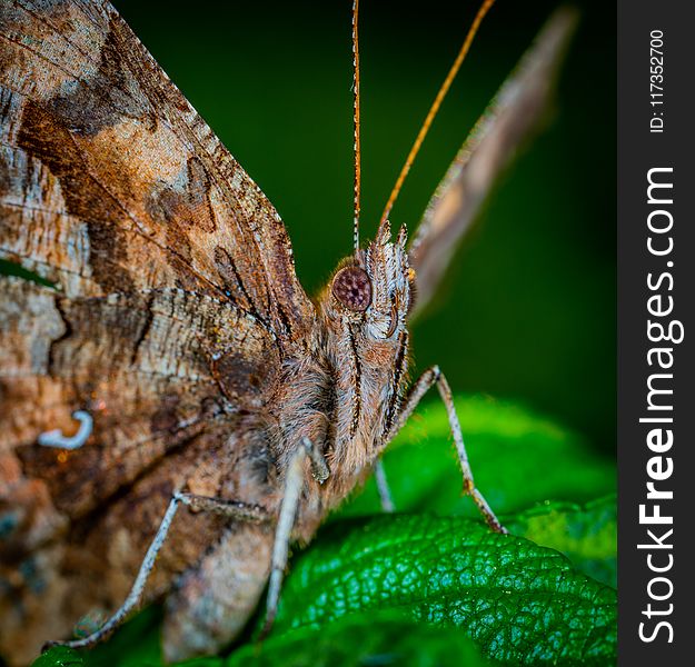 Macro Photo Of Brown Butterfly