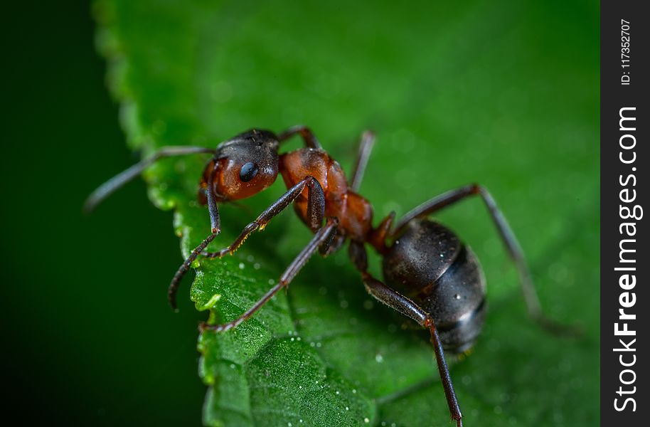 Close Up Photography Of Red Ant On Green Leaf