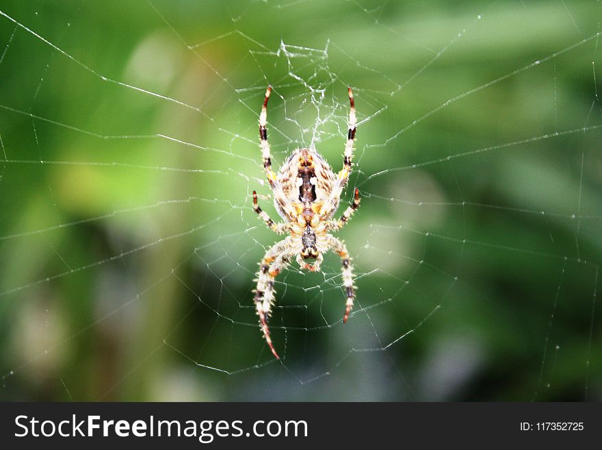 Yellow And Black Spider On Web