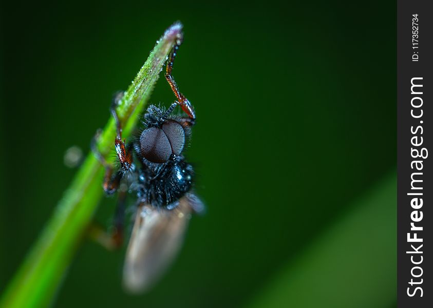 Close-up Photography Of Black Insect