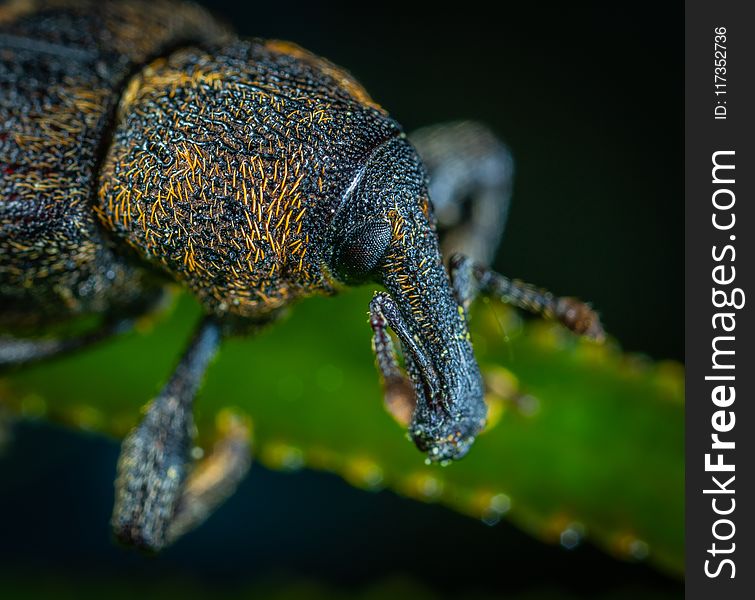 Macro Photography Of Black And Yellow Beetle
