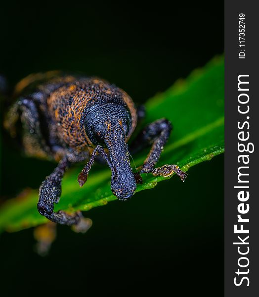 Insect On A Leaf