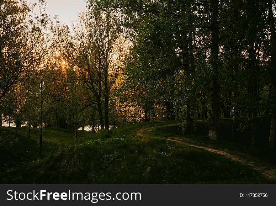 Trees Near Path