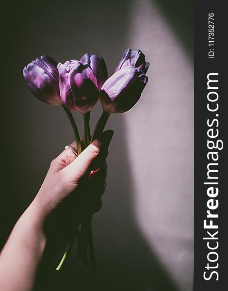 Person Holding Purple Tulips