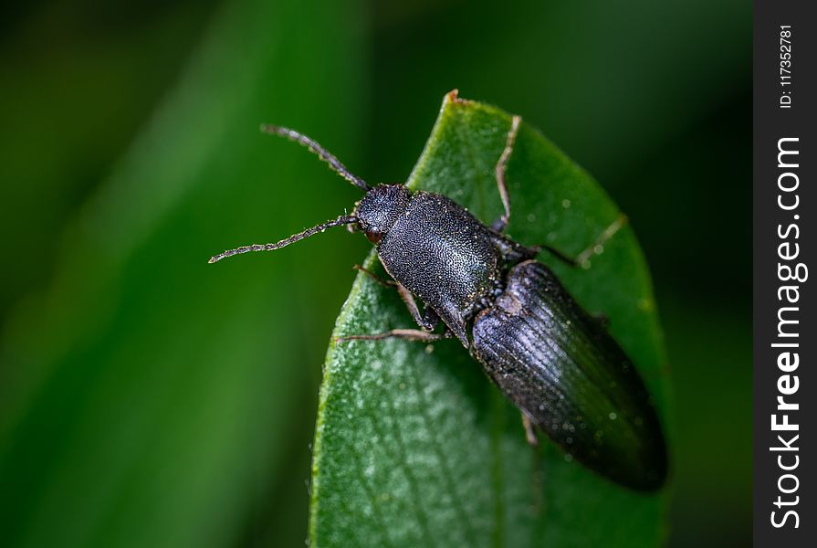 Black Bug On Leaf
