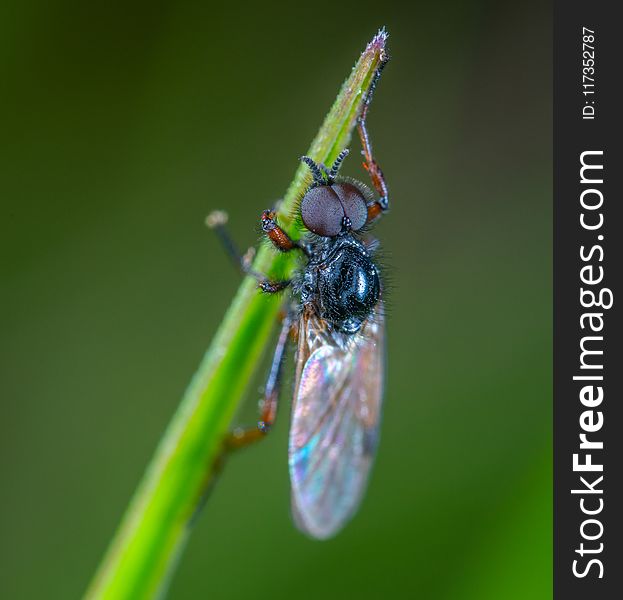 Black Fly Close-up Photography