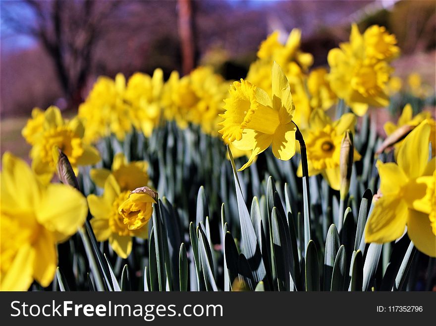 Selective Photography of Yellow Petaled Flowers