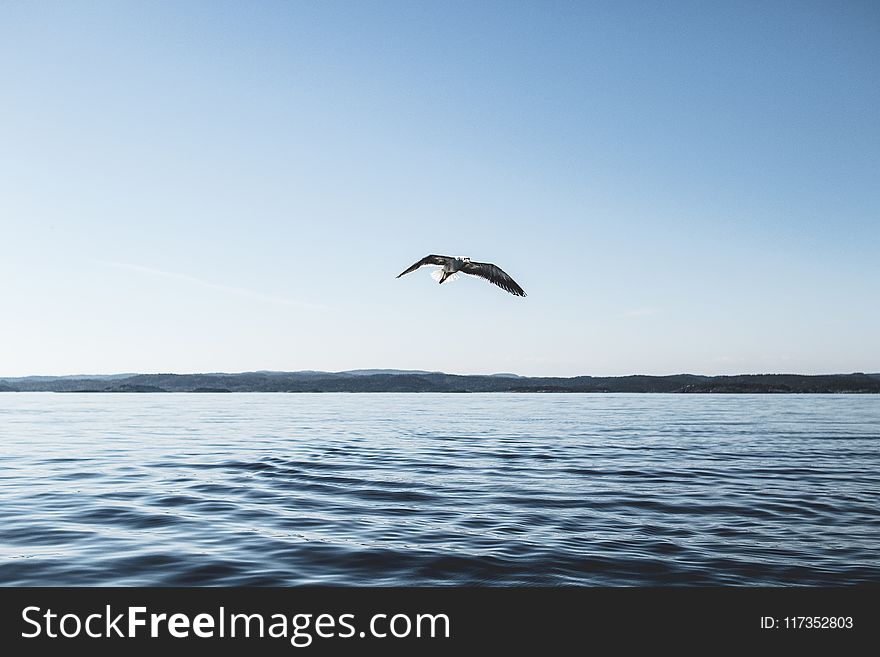 Low Angle Photography of Bird Flying Above Ocean