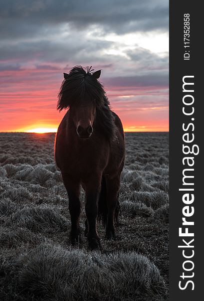 Selective Focus Photography Of Brown Horse