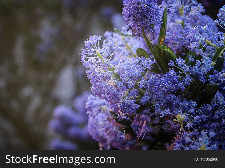 Selective Focus Photography Of Purple Petaled Fowers