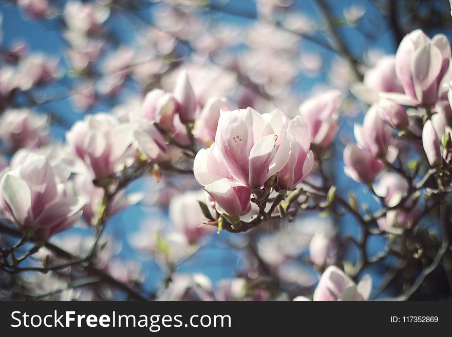 Selective Focus Photo of White-and-pink Petaled Flowers
