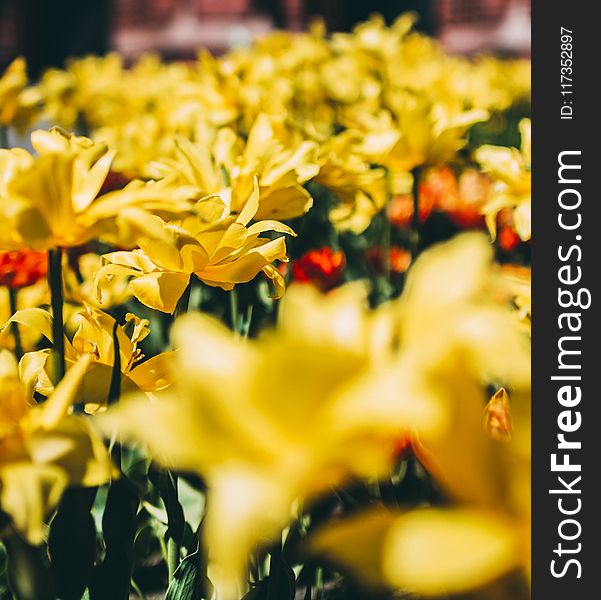 Bed Of Yellow Petal Flower