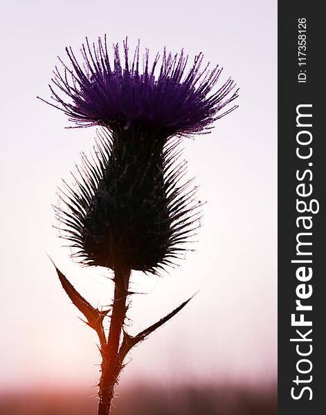 Dew drops on thistle flower.