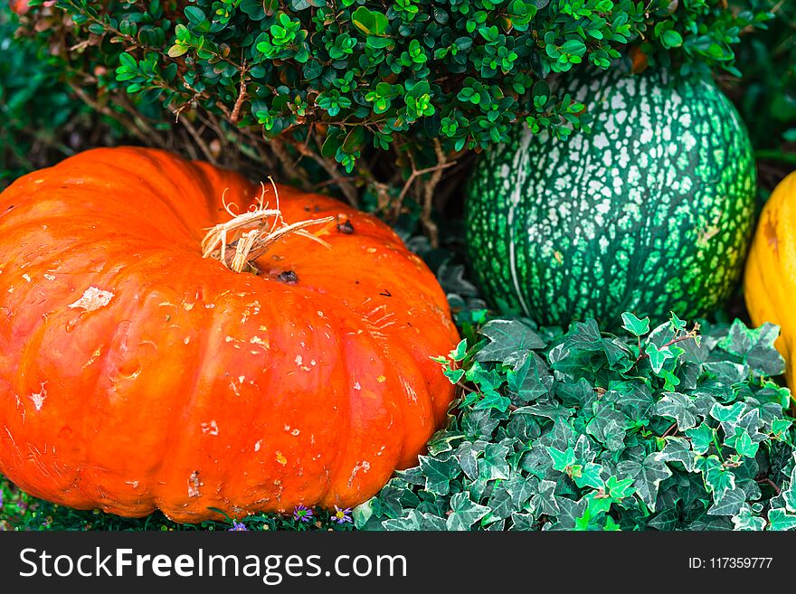 Orange pumpkins as a decoration. Shot with selective focus