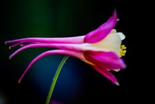 Aquilegia, Columbine, Swan Pink And Yellow Macro Flower Royalty Free Stock Image