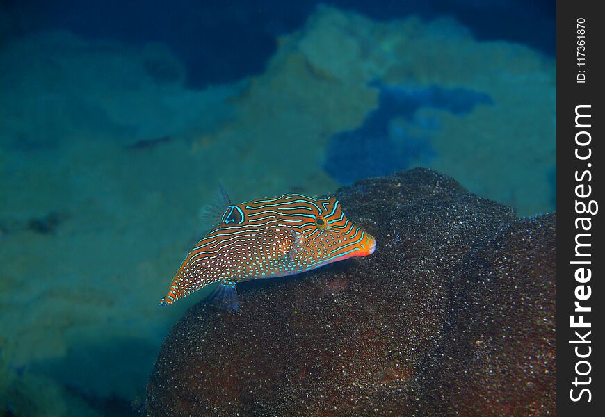 The amazing and mysterious underwater world of the Philippines, Luzon Island, AnilÐ°o, boxfish