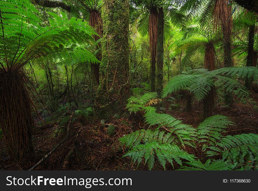 New Zealand Rainforest Details Landscape