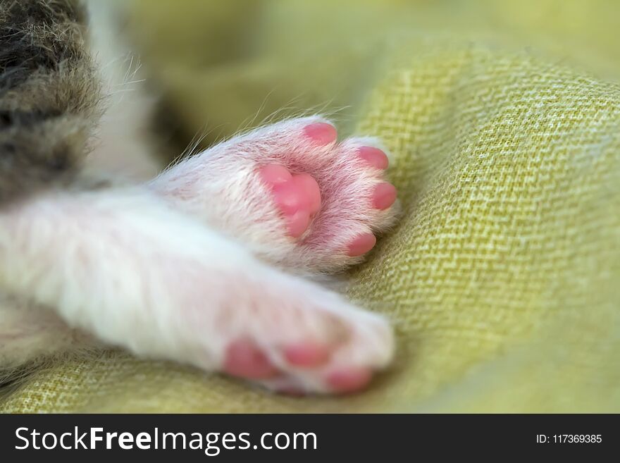 Legs of a little kitten. A gentle scene with pink pads of a pet.