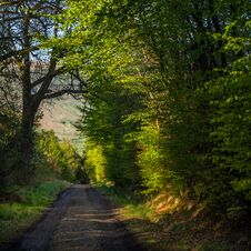 A Green Road Or Path Through The Woods Royalty Free Stock Photos