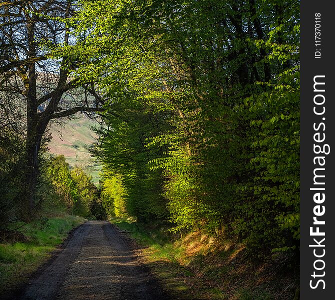 A Green road or path through the woods in early springtime in Scotland