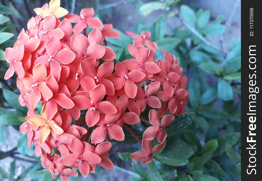 Red Flower Bloom