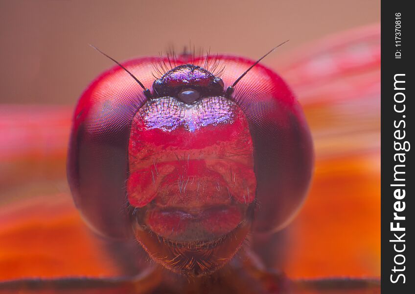 Extreme macro shot eye of Zygoptera dragonfly in wild.
