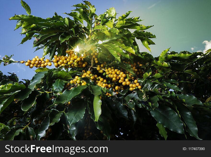 View farm with coffee plantation. Agribusiness. Coffee crop with yellow grains, green foliage and blue sky. View farm with coffee plantation. Agribusiness. Coffee crop with yellow grains, green foliage and blue sky.