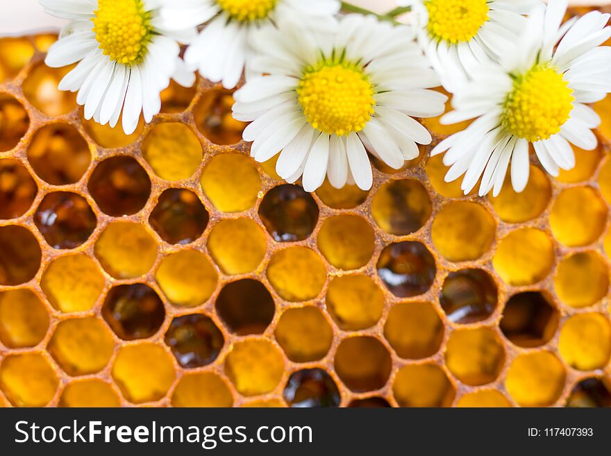 Honey combs with chamomiles. Natural background.