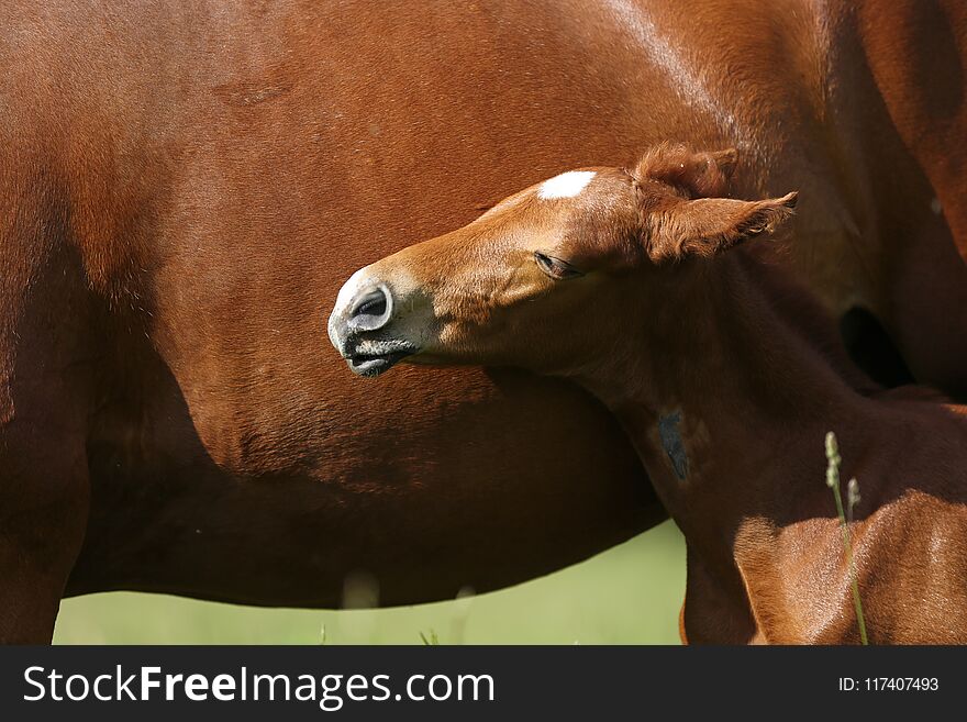 Little foal enjoy sunbathing after breastfeeding summer time. Little foal enjoy sunbathing after breastfeeding summer time