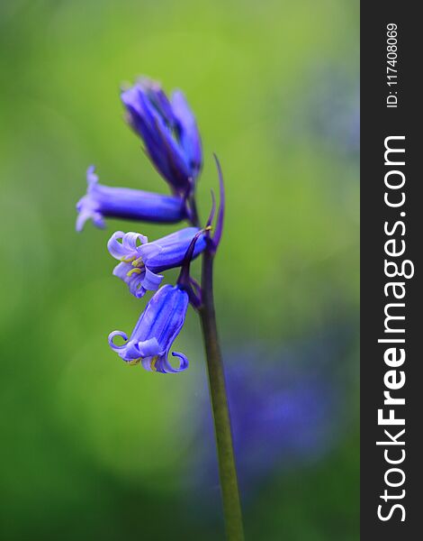 Single macro bluebell with five flowers, using shallow depth of field. Single macro bluebell with five flowers, using shallow depth of field