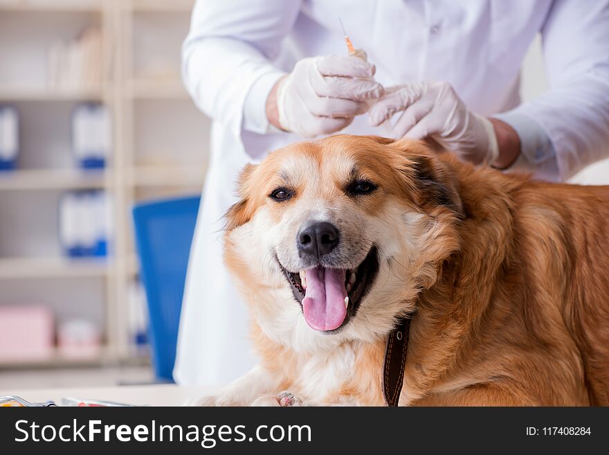 The Doctor Examining Golden Retriever Dog In Vet Clinic