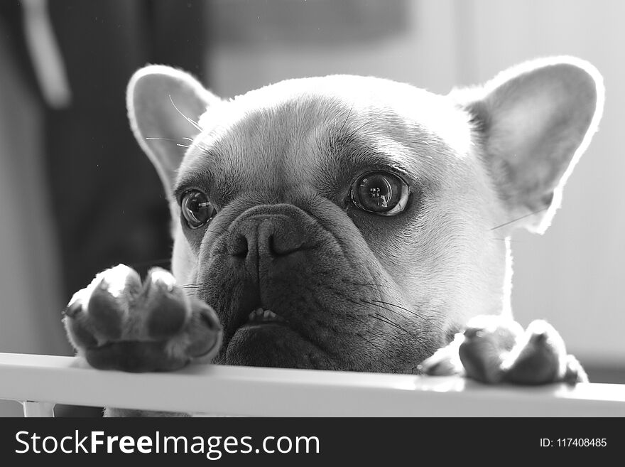 Monochrome young french bulldog standing on hind legs looking longingly over a gate