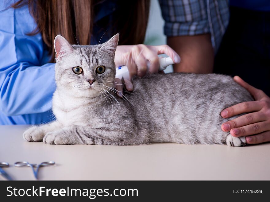 The cat being examining in vet clinic