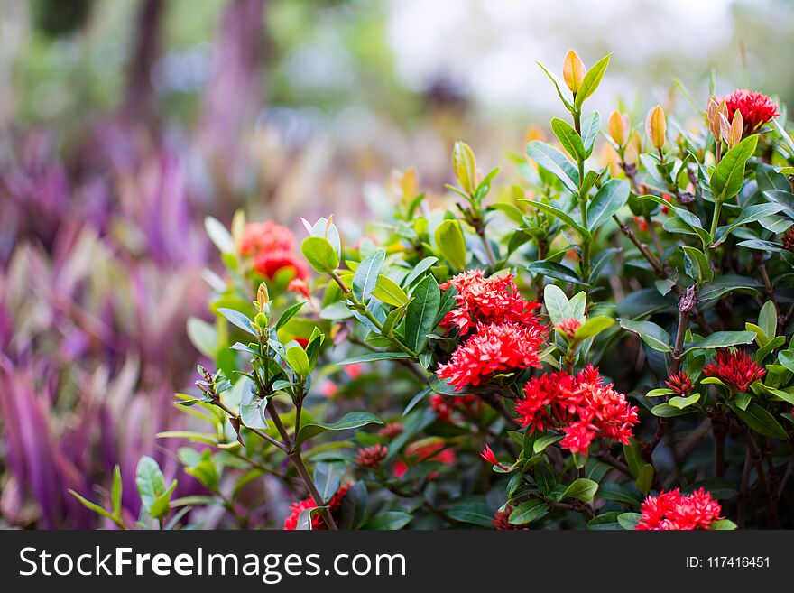 Red West Indian Jasmine or Ixora, small red flower with green leaves. The beautiful nature in blurred background