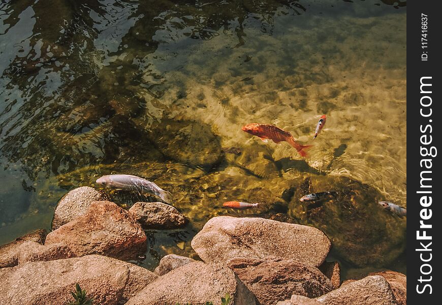 Beautiful lake filled with fish and life on a sunny day in SÃ£o Paulo. Beautiful lake filled with fish and life on a sunny day in SÃ£o Paulo.