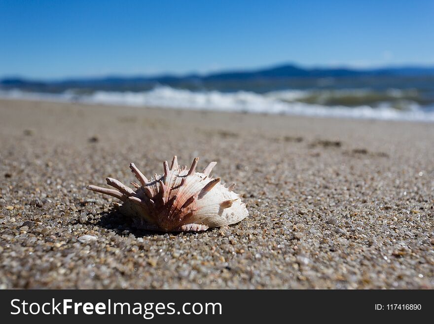 A Shell in a Cacupé Beach