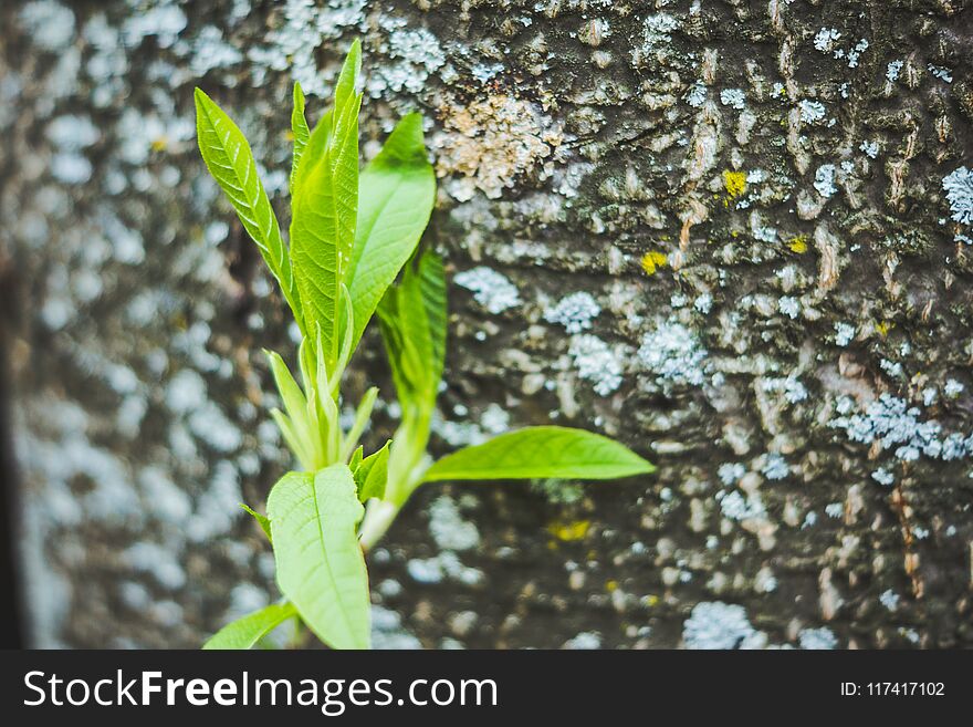 Branch With New Leaves In The Garden