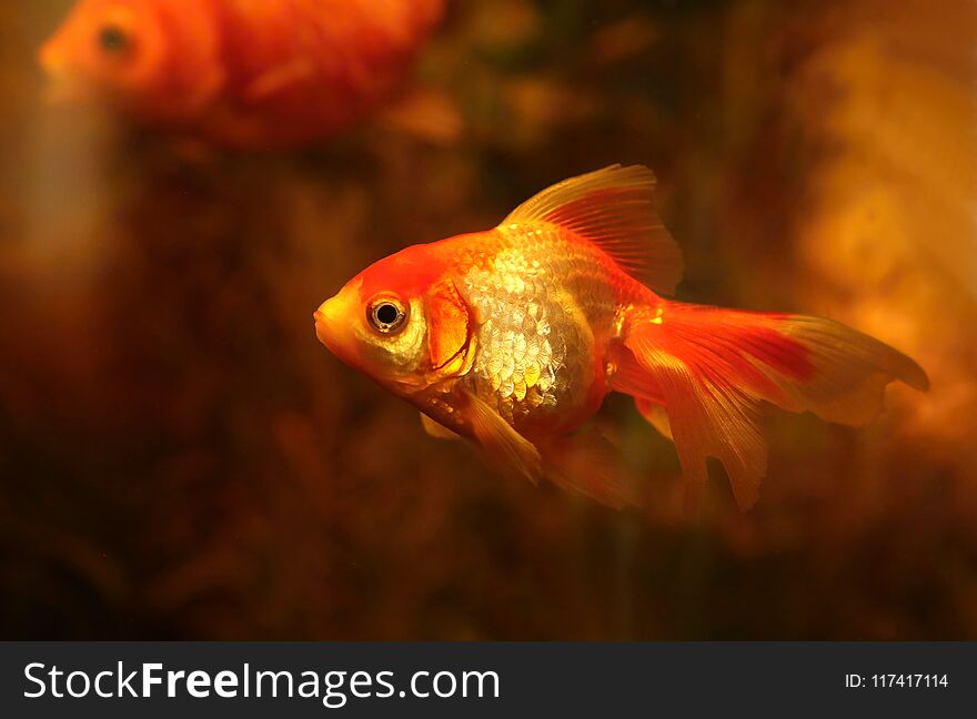 Beautiful Goldfish In Aquarium