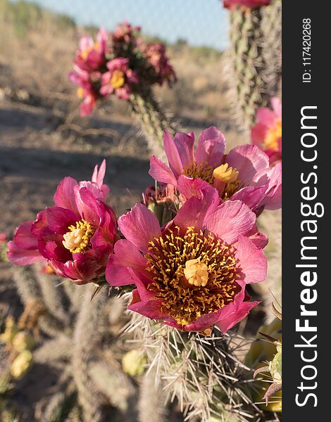 Vertical of a red Cholla cactus flower.