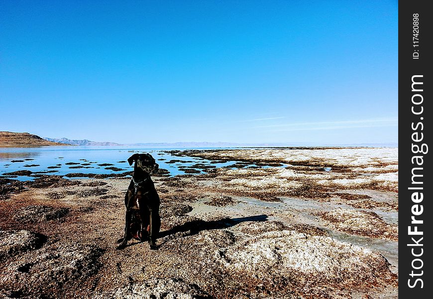 Dog Sitting in the Shore