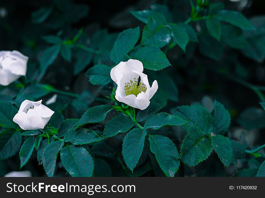 Shallow Focus Photography Of White Flowers