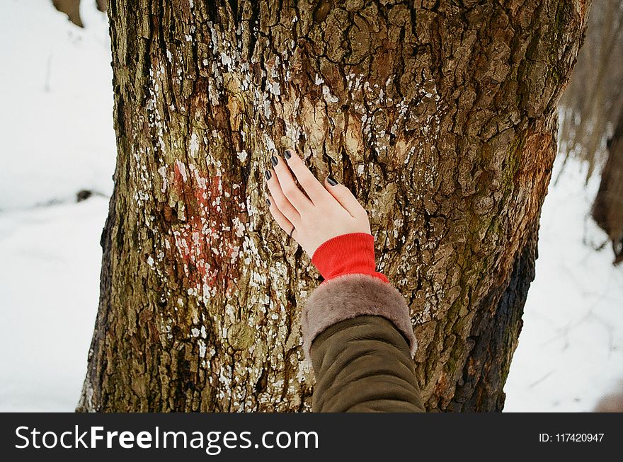 Person Holding Brown Tree Bark at Daytime