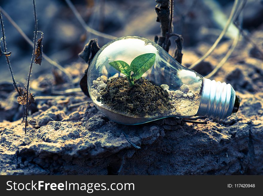 Clear Light Bulb Planter On Gray Rock