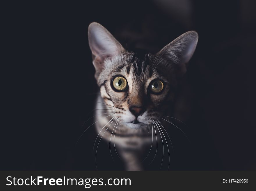 Close Up Photography of Gray Tabby Cat