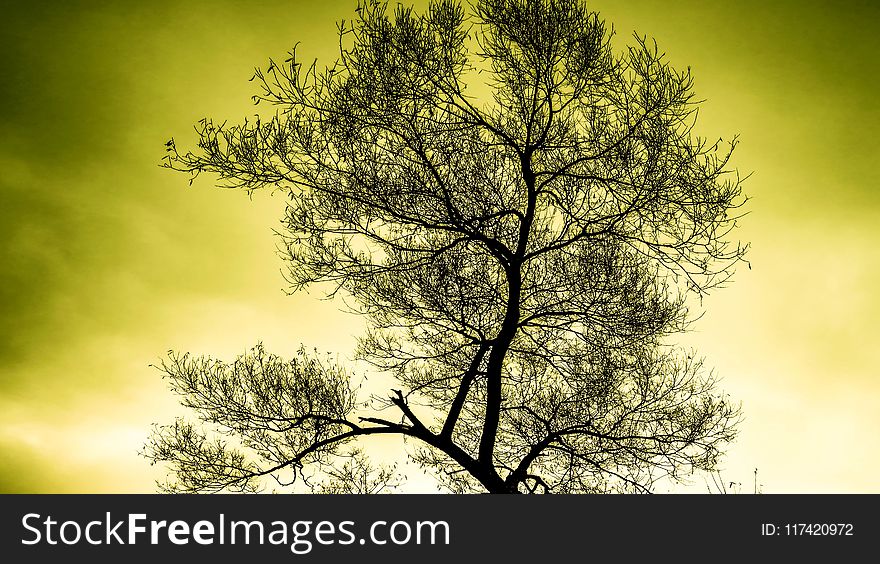 Silhouette of Tree