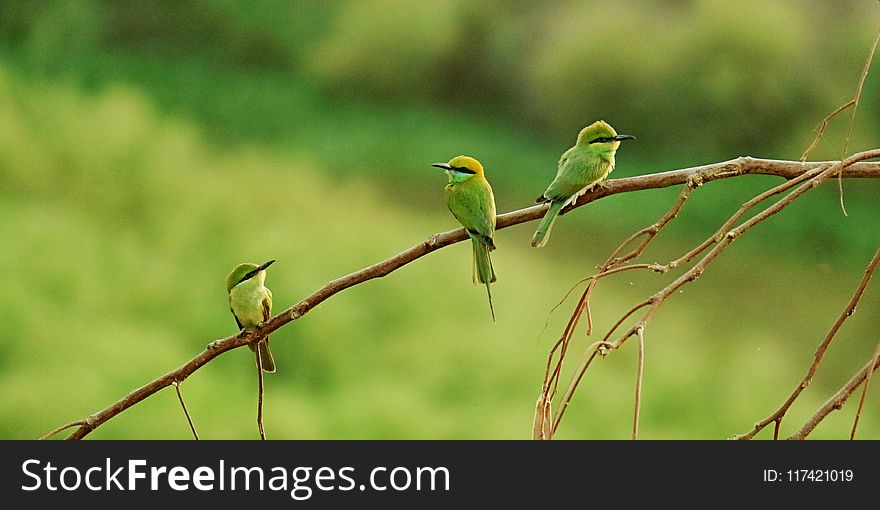 Three Long-beaked Small Birds Perched on Brown Tree Branch